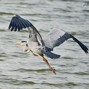 heron 2023 2.jpg