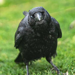 crow_face_on_attitude-1.jpg