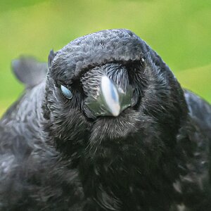 crow_face_on_attitude-2.jpg