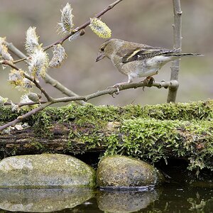 Female Chaffinch.jpg