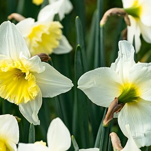 daffs-1.jpg