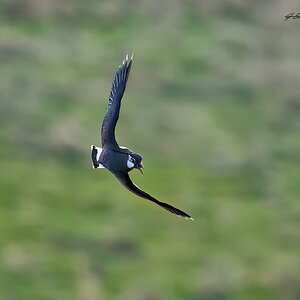 lapwing 2023 2.jpg