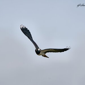 lapwing 2023 9.jpg