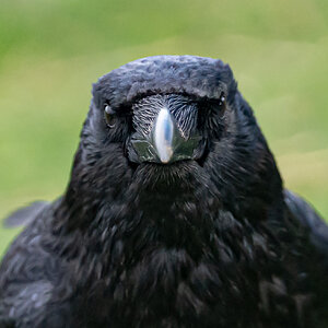 crow_face_on-2.jpg