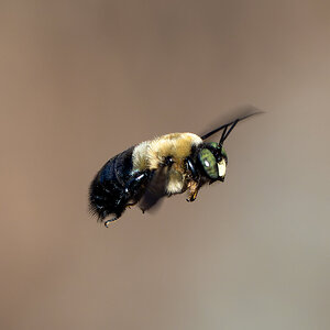 JRV00979-ARW_DxO_DeepPRIME.jpg