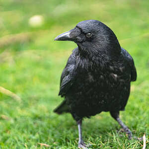 crow_side_glance-1.jpg