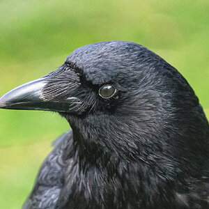 crow_side_glance-2.jpg