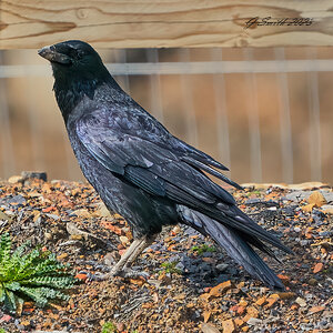 raven 2023 1 (4).jpg