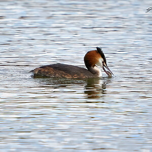 grebe 2023 3.jpg