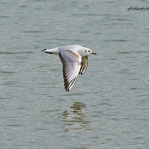 gull 2023 6.jpg