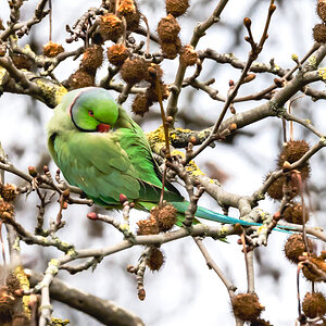 parrot_tree-1.jpg