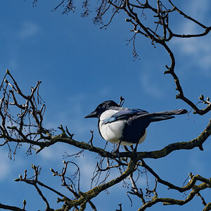 magpie-1.jpg