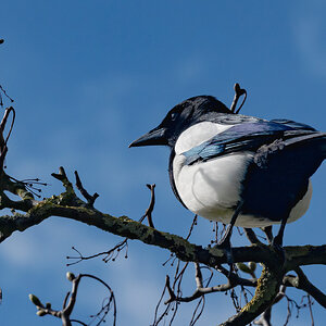magpie-2.jpg