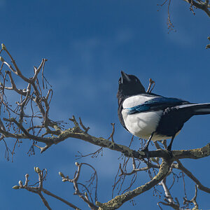 magpie-3.jpg