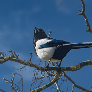 magpie-4.jpg