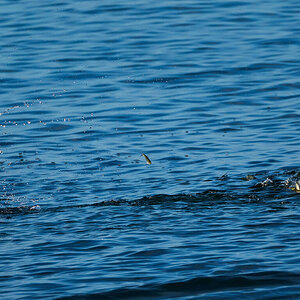 Royal Tern - Ponce PR 03092023 - 02.jpg
