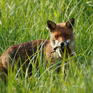 DSC01310-Fox-2048px.jpg