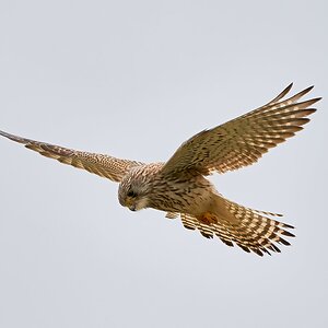 kestrel 2023 138.jpg