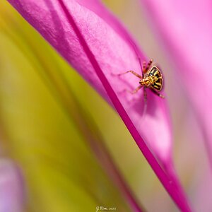 Life in pink