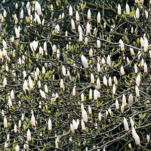 magnolia_tree-4.jpg