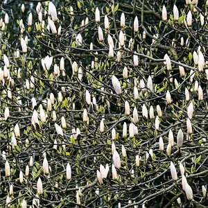 magnolia_tree-4.jpg