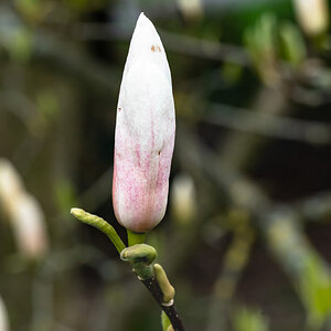 magnolia_tree-5.jpg