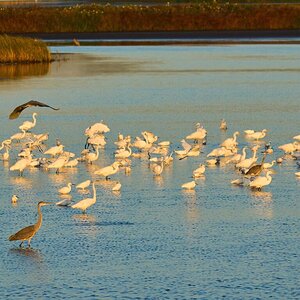 Egrets and Herons - Bombay Hook NWR - 08142022 - 01-DN.jpg