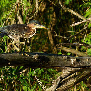 Green Heron - Bombay Hook NWR - 08142022 - 01-DN.jpg