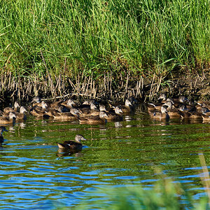 Wood Duck - Bombay Hook NWR - 08142022 - 06-DN.jpg