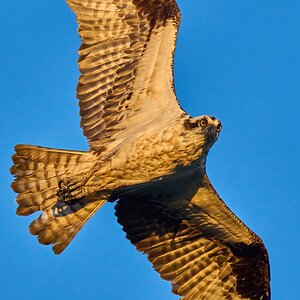 Osprey - Bombay Hook NWR - 08142022 - 27-DN.jpg