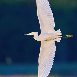 Snowy Egret - Bombay Hook NWR - 08142022 - 01-DN.jpg