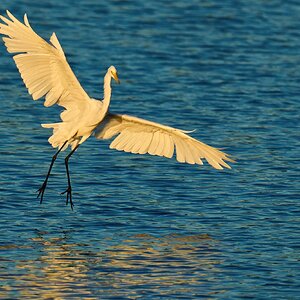 Great Egret - Bombay Hook NWR - 08142022 - 03-DN.jpg