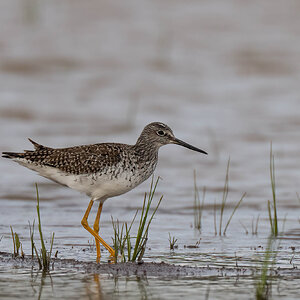 Greater Yellowlegs 1.jpg