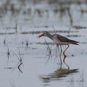 Greater Yellowlegs 4.jpg