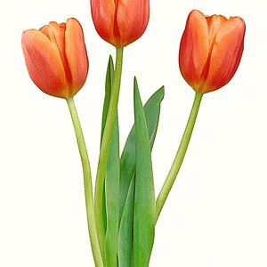 Tulip Trio.jpg