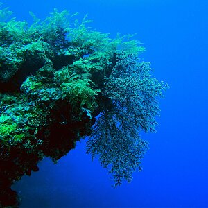 Bali Gili 2022 Under Water 13 Reef Scene 3.jpg