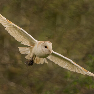 Barn Owl-2.jpg