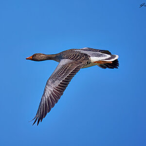 goose 2023 35.jpg