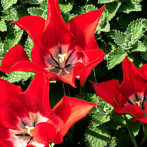 tulip_three-2.jpg