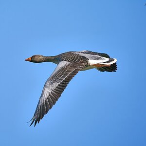 goose 2023 37.jpg