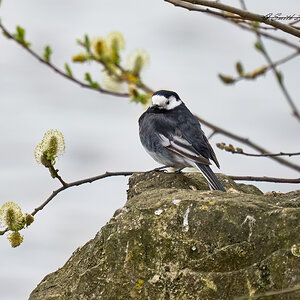 pied wagtail 2023 7.jpg