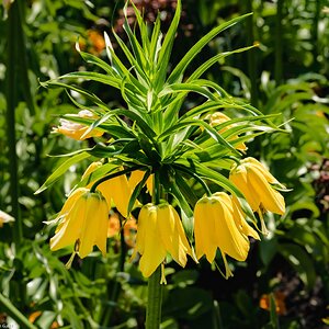 yellow_bells-1.jpg
