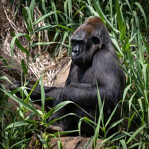 rbzoo0513-49.jpg