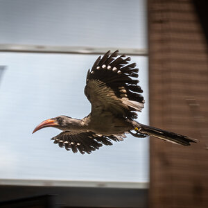 rbzoo0513-36.jpg