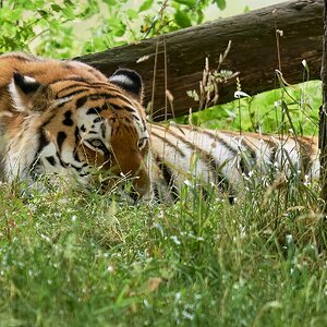 tiger 2020 (3).jpg