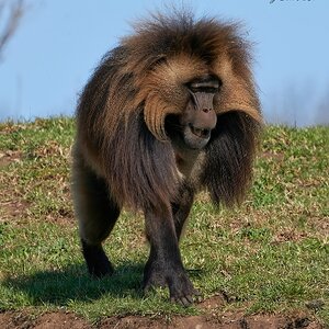 monkey 2 (2).jpg