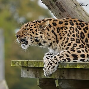 leopard 2020 4.jpg