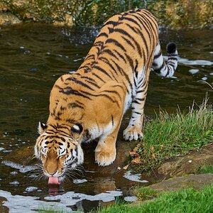 tiger 2021.jpg