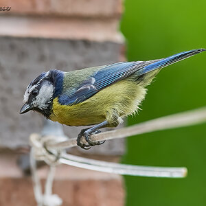 blue tit 2023 2 (2).jpg