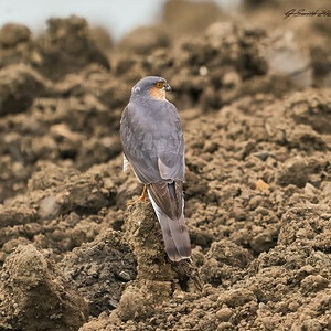 sparrowhawk 2023.jpg